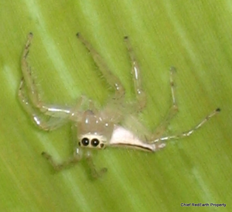 Two Striped jumping Spider (Female)