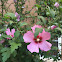 Hibiscus  or Rose of Sharon