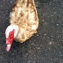 Muscovy duck