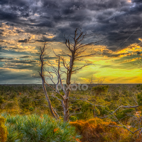 Lone Pine at Sunset by Sandy Friedkin - Landscapes Sunsets & Sunrises