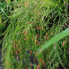 Firecracker Plant