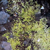 Crusty Yellow Lichen