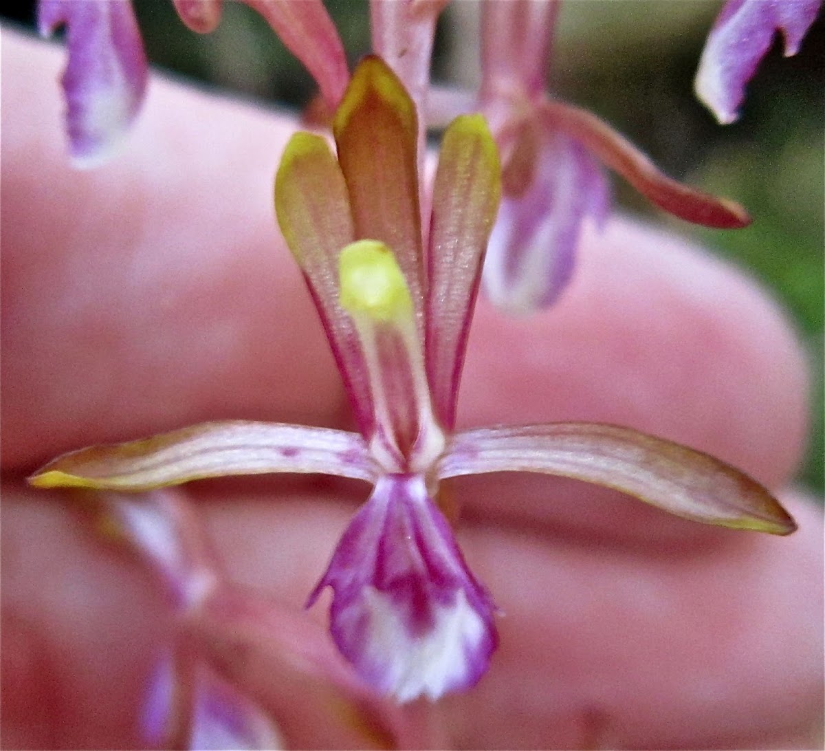 hooded coralroot