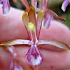 hooded coralroot