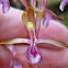 hooded coralroot