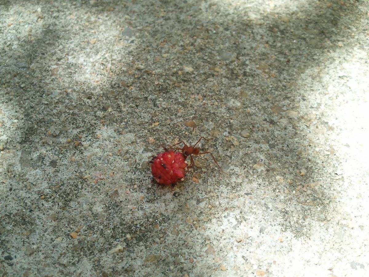 Formiga de roça (saúva)