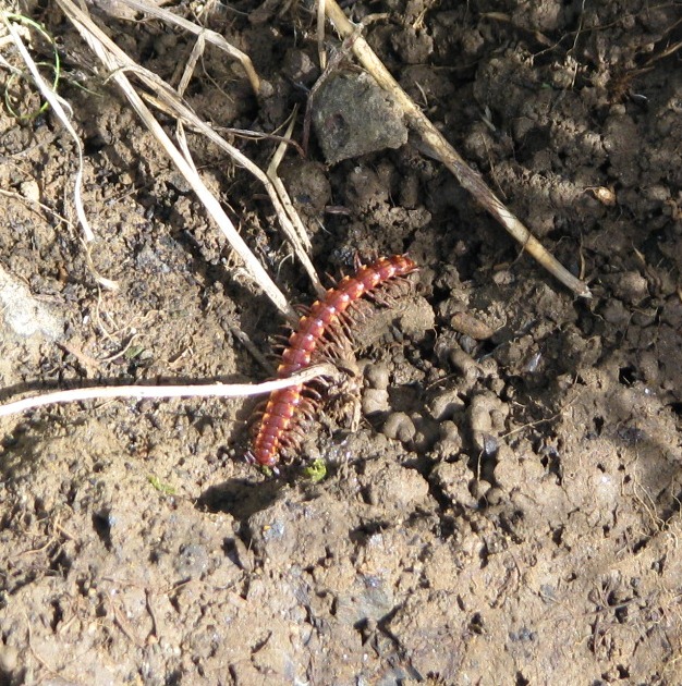 flat-backed millipede