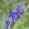 Mealy blue sage