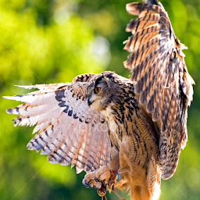 Owl braking in flight by Jason Lovell - Animals Birds