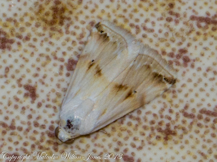 Purple Marbled Moth