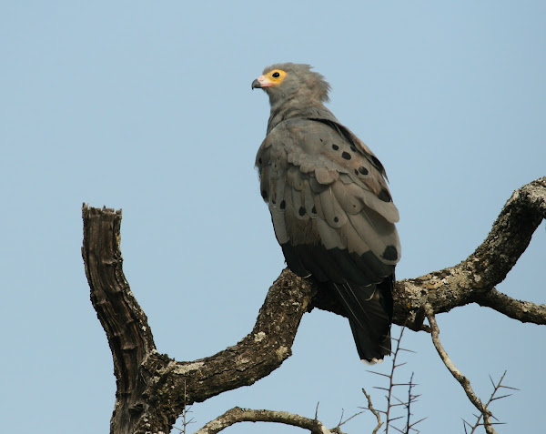 African Harrier-Hawk | Project Noah