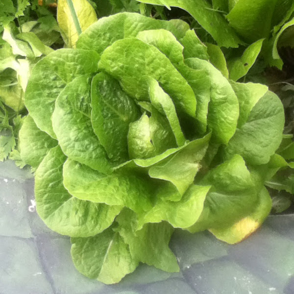 Romaine lettuce Project Noah