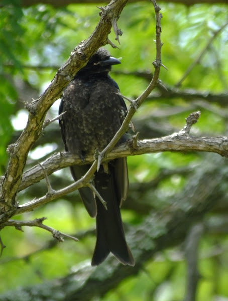 forktail drongo (juv) | Project Noah