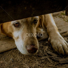 Need a Friend by LJ Ethier - Animals - Dogs Playing