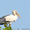 Asian Openbill-Stork