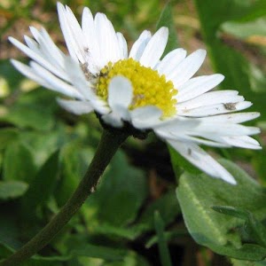 Imieniny 4.3