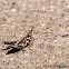 Sierran White-whiskered Grasshopper