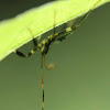 Ambushbug (nymph)