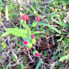 Florida Tasselflower