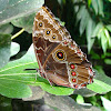 Common Morpho