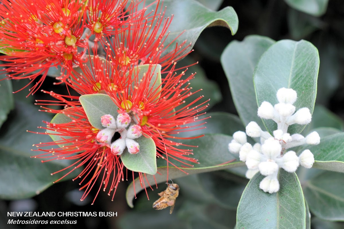 New Zealand Christmas Bush Project Noah