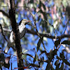 Australasian Figbird (Female)