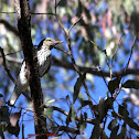 Australasian Figbird (Female)
