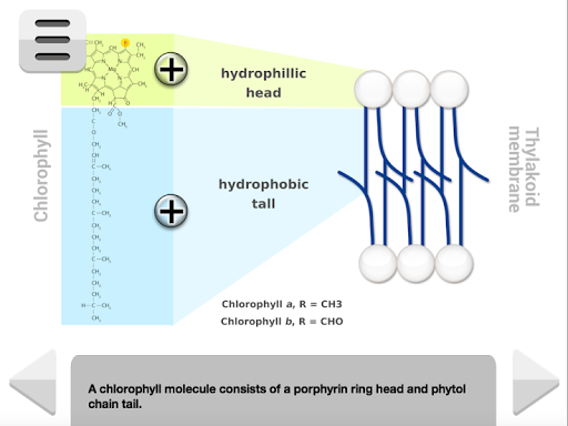 【免費教育App】FCS - Photosynthesis-APP點子