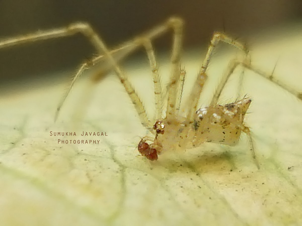 Golden Comb-footed Spider