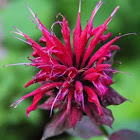 Crimson Beebalm