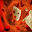 Haematology Medical Questions Download on Windows