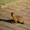 Slender Mongoose