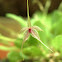 Orquídea miniatura