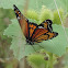 Viceroy Butterfly