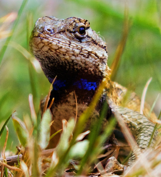 Eastern Fence Lizard | Project Noah