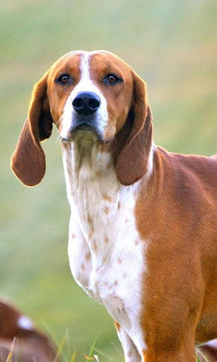 English Foxhound Wallpapers