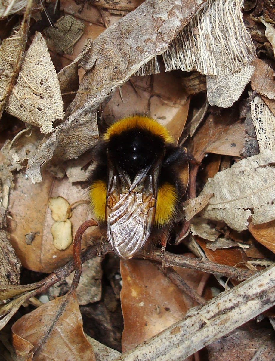 Bumblebee / Bumbar