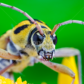 Yellow and Black Spotted Longhorn Beetle by Percy Photography - Animals Insects & Spiders