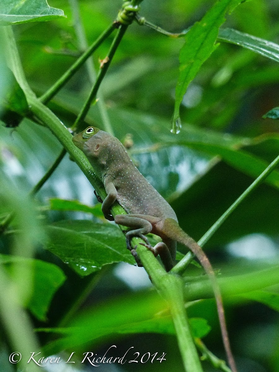 Forest anole