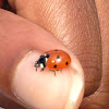 Seven-spot Ladybird Beetle