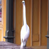 Great Egret