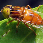 Unidentified Hoverfly