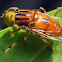 Unidentified Hoverfly