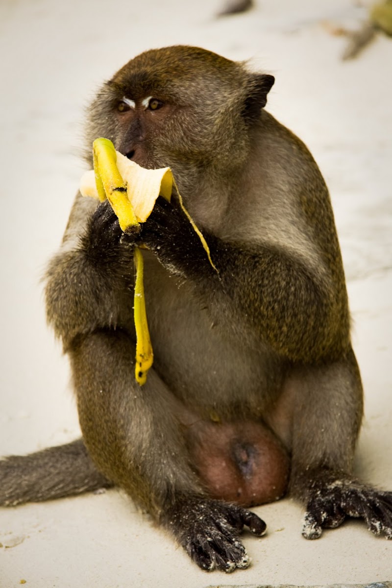 Crab-eating macaque