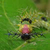 Nymphalid caterpillar