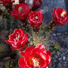 Kingcup cactus, Claretcup, and Mojave mound cactus