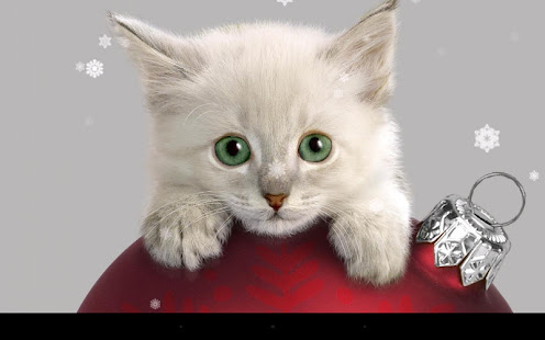 Xmas Cat Live Wallpaper(圖7)-速報App