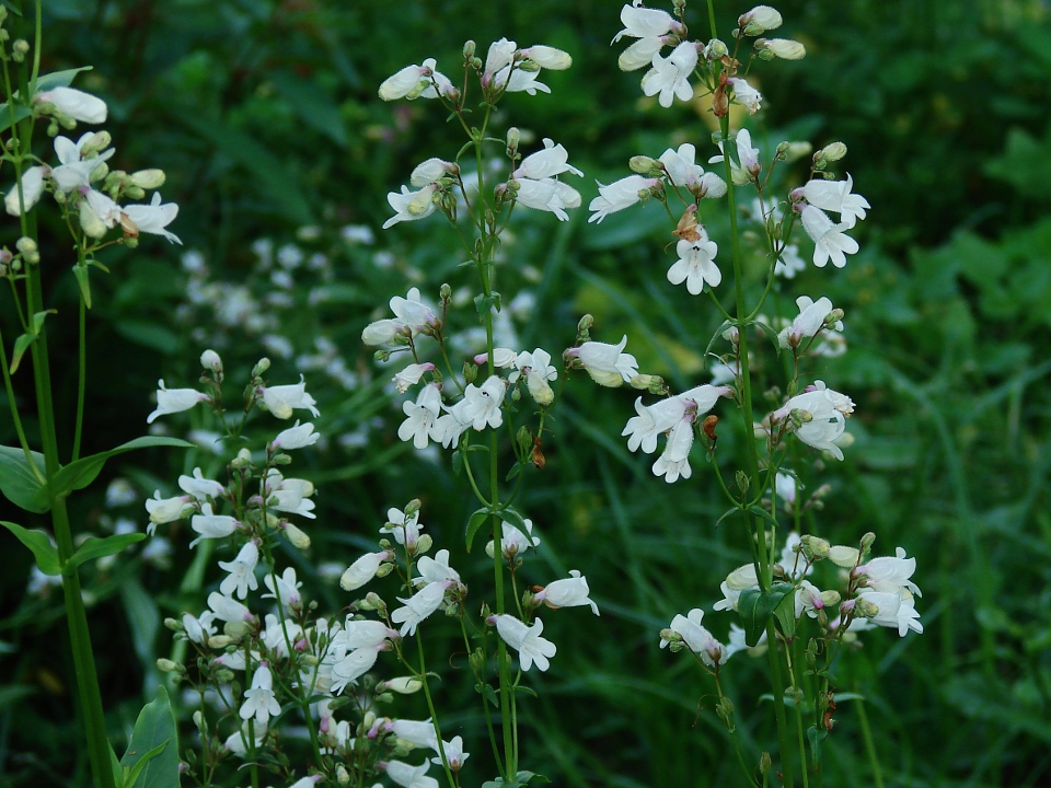 Many-flowered Beardtongue
