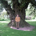 Encina. Holm Oak