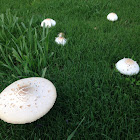 Green Spore mushrooms